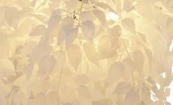 Trio Pendelleuchte, 4-flammig, Kunststoff weiß -Innenleuchten Verkaufsladen 10686215 5 202202241234